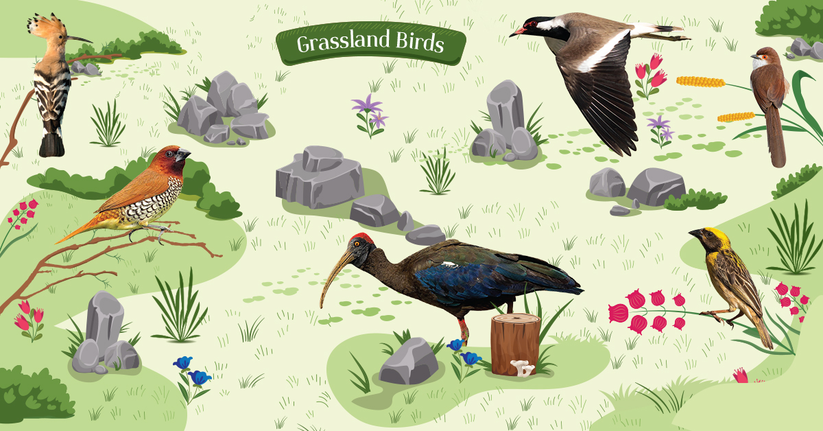 Grassland Birds | Tooth Mountain Farms
